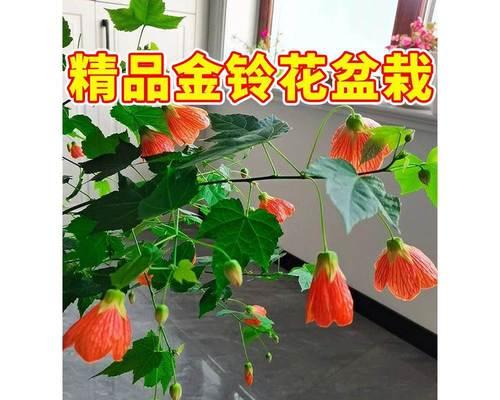 金玲花的养殖方法是什么？