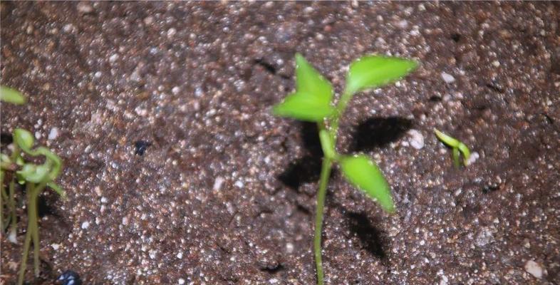 哪些花卉种植时需要使用草木灰？