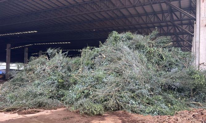 哪些花卉种植时需要使用草木灰？