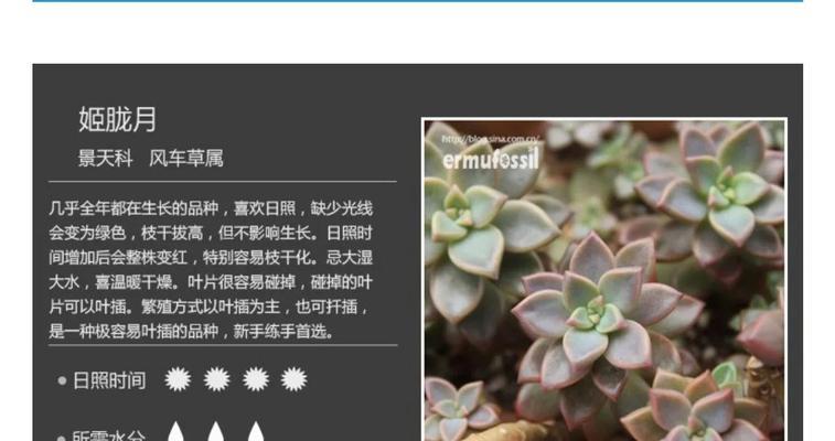 姬胧月夏天怎么养？夏季护理要点是什么？