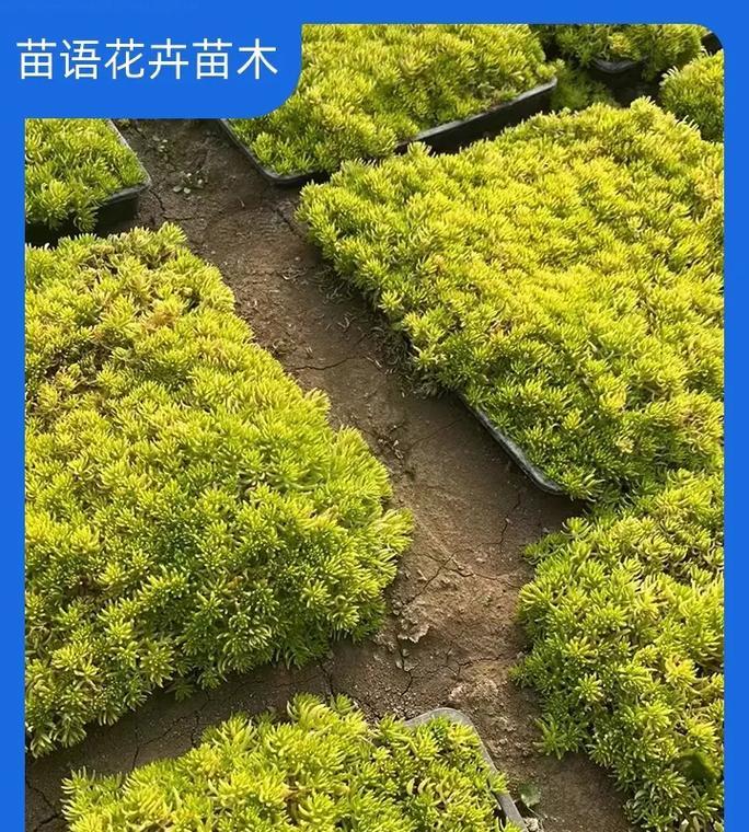 花木品种名称大全？如何正确识别花木品种？