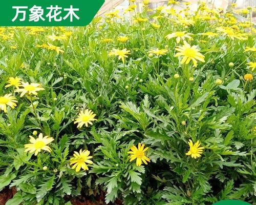 花木品种名称大全？如何正确识别花木品种？