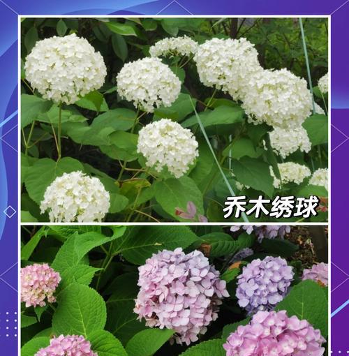 绣球花绿色品种有哪些？如何识别？