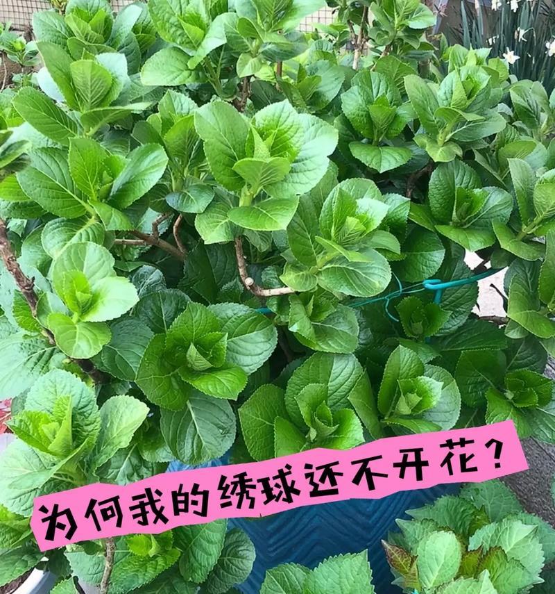 绣球花绿色品种有哪些？如何识别？
