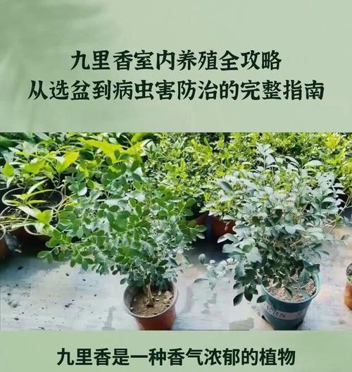 九里香盆栽浇水方法是什么？