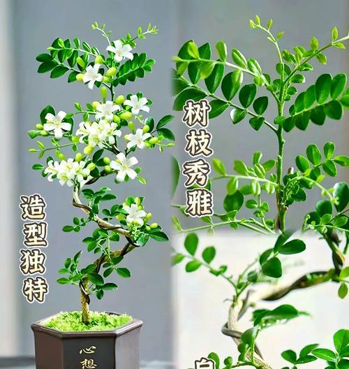九里香盆栽浇水方法是什么？