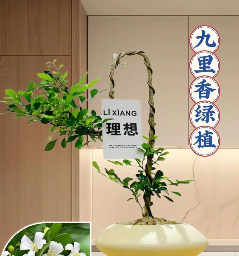 九里香盆栽浇水方法是什么？