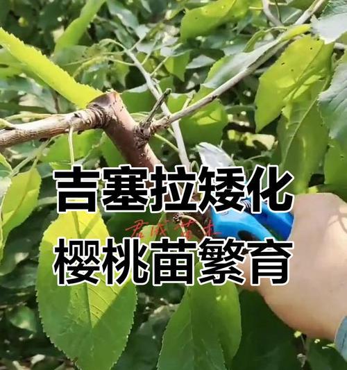 樱桃树修剪枝条的最佳时期是什么时候？修剪后如何促进果实生长？