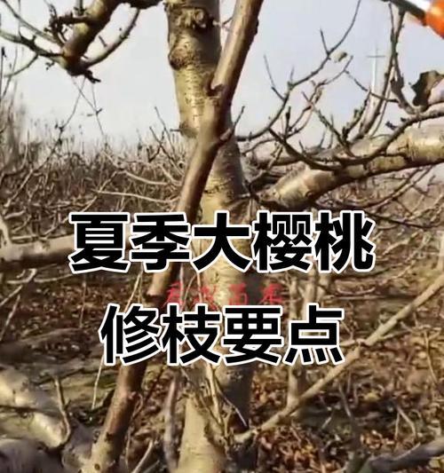 樱桃树修剪枝条的最佳时期是什么时候？修剪后如何促进果实生长？
