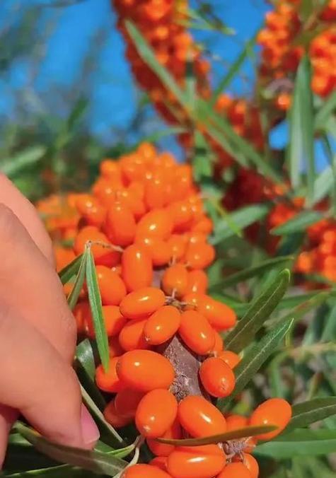 沙棘摘种与种植方法有哪些常见问题？