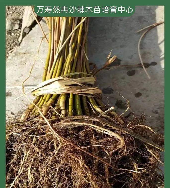 沙棘摘种与种植方法有哪些常见问题？
