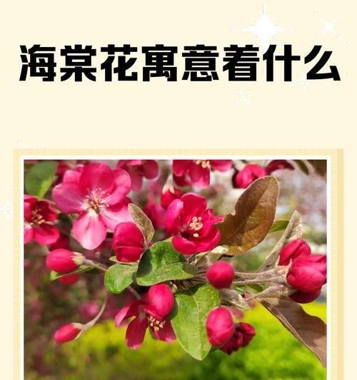 104朵花的寓意是什么意思？花语背后的含义有哪些？