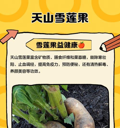雪莲果怎么种植方法？种植雪莲果的步骤和注意事项是什么？