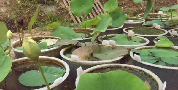 黄树莓种子种植方法是什么？如何确保高成活率？