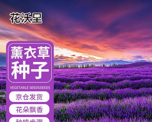 黄树莓种子种植方法是什么？如何确保高成活率？