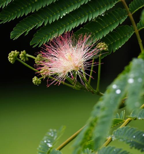 马缨花怎么种植方法？种植过程中需要注意哪些问题？