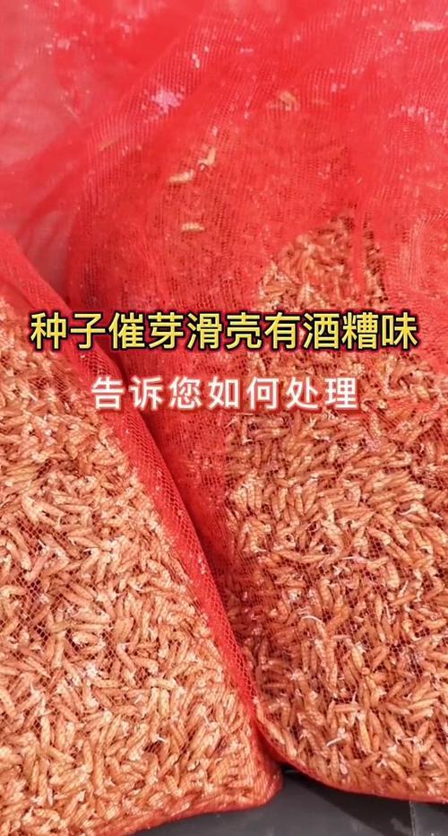 尾参种子催芽方法是什么？需要多长时间才能发芽？