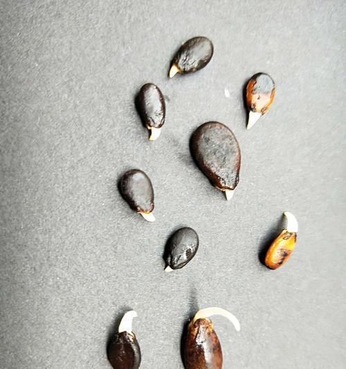 尾参种子催芽方法是什么？需要多长时间才能发芽？