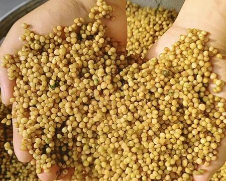 尾参种子催芽方法是什么？需要多长时间才能发芽？