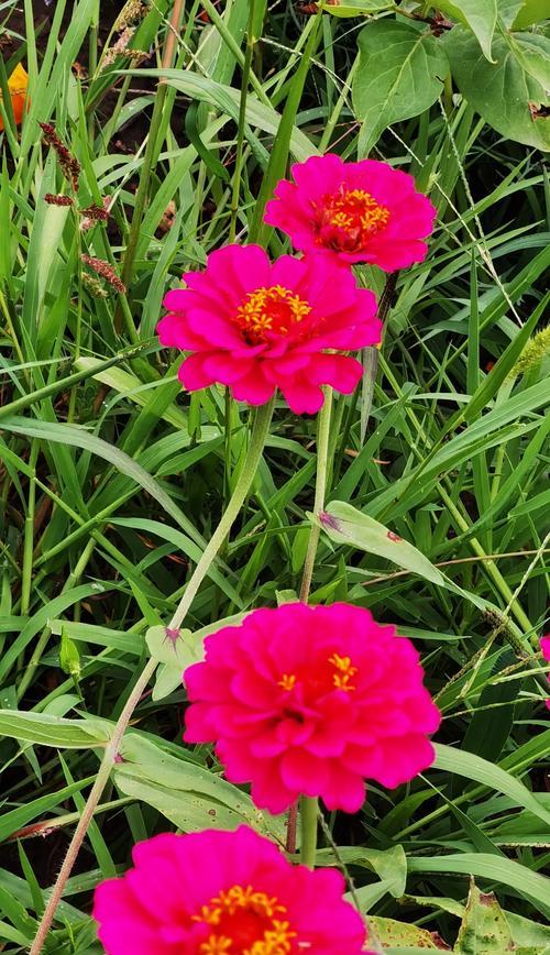 104朵花代表什么含义？花语背后隐藏的深层意义是什么？