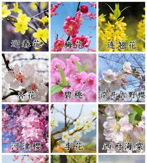 104朵花代表什么含义？花语背后隐藏的深层意义是什么？