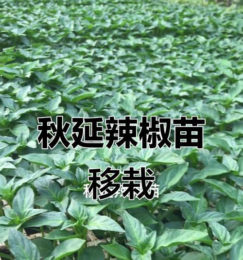 辣椒怎么栽种？种植辣椒有哪些步骤和技巧？