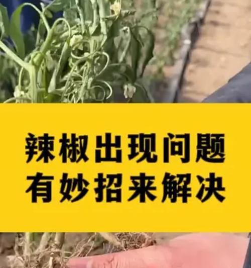 辣椒怎么栽种？种植辣椒有哪些步骤和技巧？
