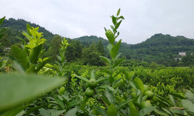 金桔柠檬怎么种植方法？从种子到收获的完整指南？