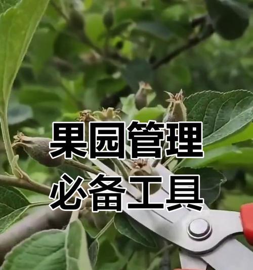 花果修剪枝叶的最佳时机是什么时候？如何正确进行修剪？