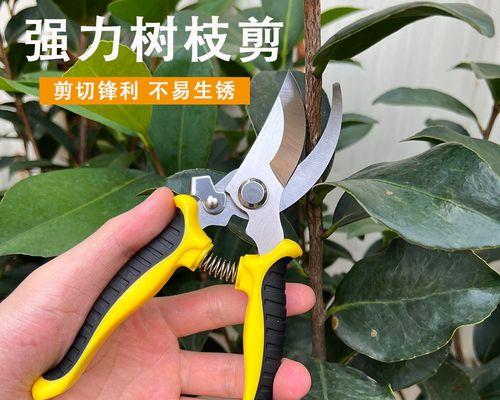 花果修剪枝叶的最佳时机是什么时候？如何正确进行修剪？