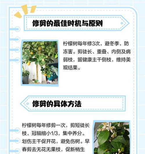 林檬树修剪枝条的最佳时机是什么时候？修剪后如何护理？