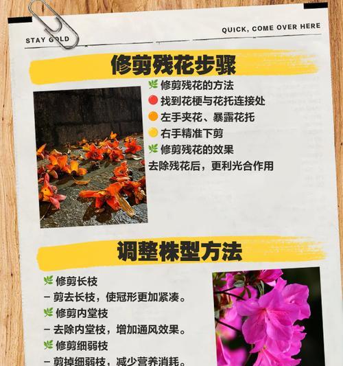 杜鹃新苗修剪枝条的最佳时机是什么时候？如何正确修剪以促进生长？