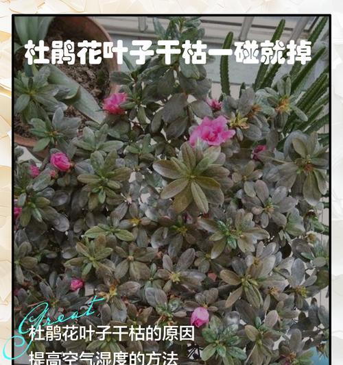 杜鹃新苗修剪枝条的最佳时机是什么时候？如何正确修剪以促进生长？