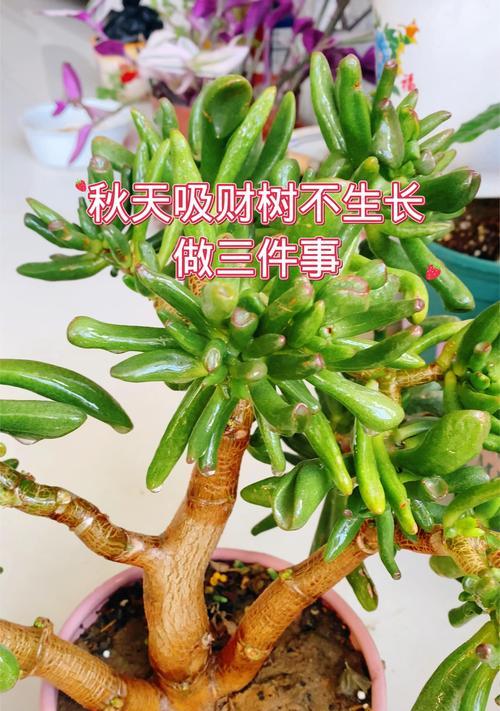 吸金树修剪枝条的最佳时机是什么时候？如何正确修剪以促进生长？