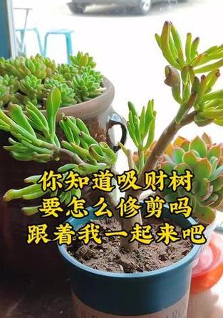 吸金树修剪枝条的最佳时机是什么时候？如何正确修剪以促进生长？