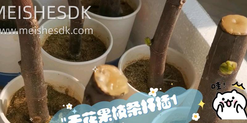 无花果扦插苗催芽方法是什么？需要多长时间才能发芽？