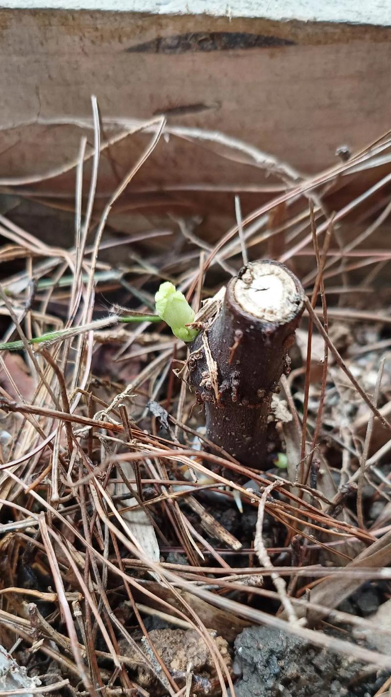 无花果扦插苗催芽方法是什么？需要多长时间才能发芽？