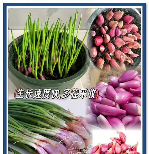 大葱头怎么种植方法？步骤和注意事项是什么？