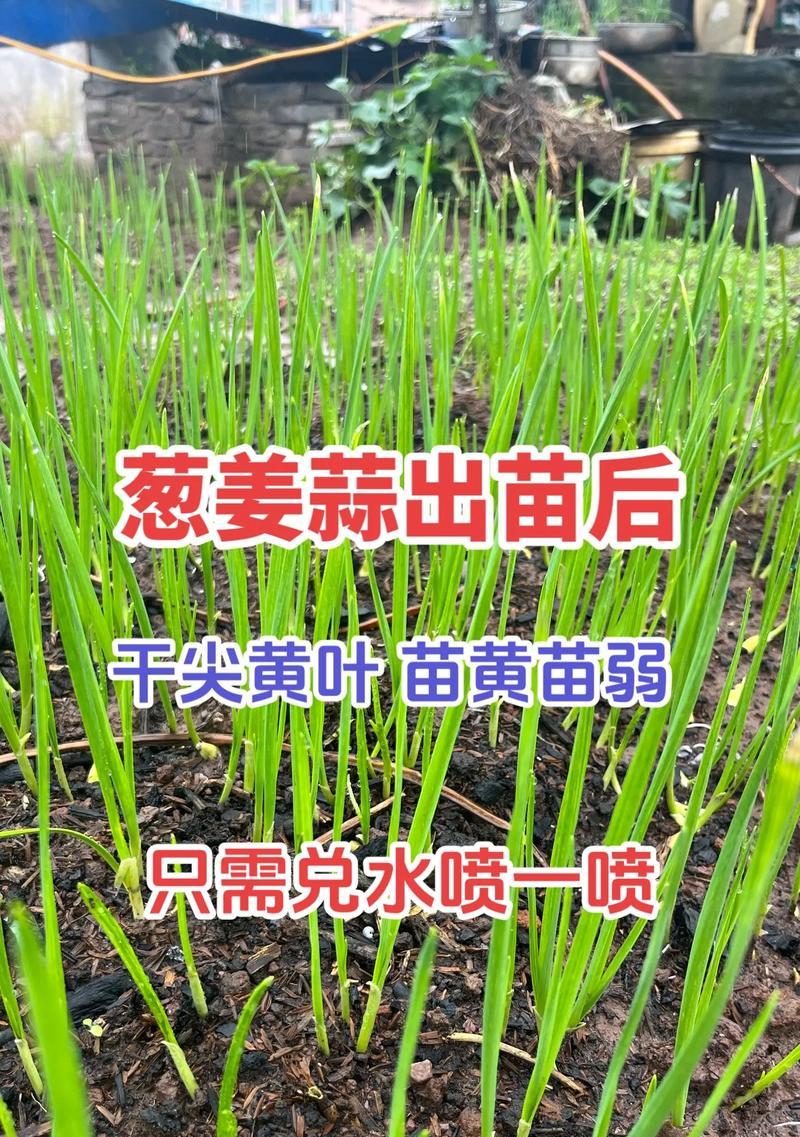 大葱头怎么种植方法？步骤和注意事项是什么？