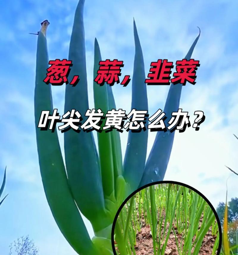 大葱头怎么种植方法？步骤和注意事项是什么？