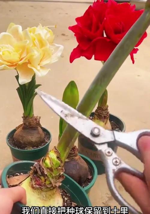 朱顶红催芽后怎么种植？种植步骤和注意事项是什么？