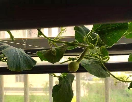 花盆葫芦种植方法是什么？如何确保其健康成长？