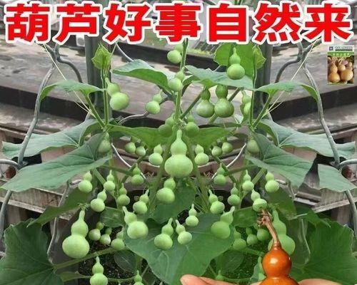 花盆葫芦种植方法是什么？如何确保其健康成长？