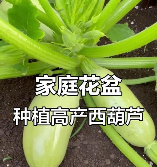 花盆葫芦种植方法是什么？如何确保其健康成长？