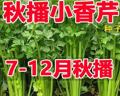 芹菜种子种植方法有哪些？如何正确种植芹菜种子？
