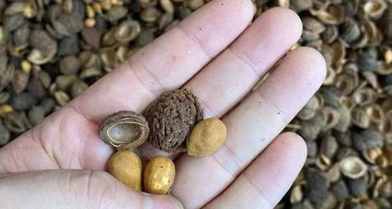 如何正确催芽新鲜桃核？步骤和注意事项是什么？