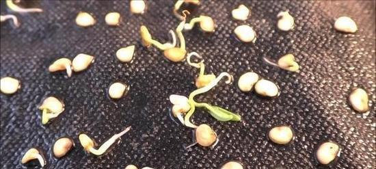 辣椒催芽保鲜袋怎么用？使用方法和注意事项是什么？
