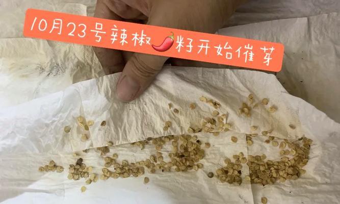 辣椒催芽保鲜袋怎么用？使用方法和注意事项是什么？