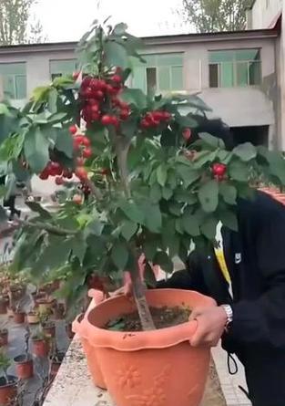 樱桃盆栽怎么种植方法？有哪些步骤和注意事项？