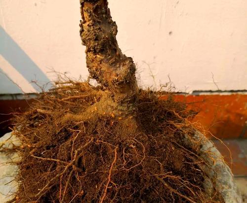 樱桃盆栽怎么种植方法？有哪些步骤和注意事项？